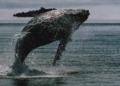 Ballenas de Bitcoin invierten $16,7 mil millones en BTC en solo dos semanas, a pesar de una fuga récord de $4 mil millones en ETFs.