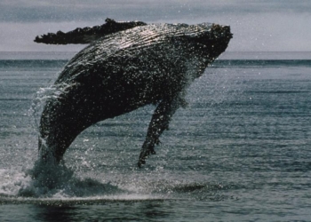 Ballenas de Bitcoin invierten $16,7 mil millones en BTC en solo dos semanas, a pesar de una fuga récord de $4 mil millones en ETFs.