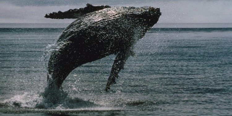 Ballenas de Bitcoin invierten $16,7 mil millones en BTC en solo dos semanas, a pesar de una fuga récord de $4 mil millones en ETFs.