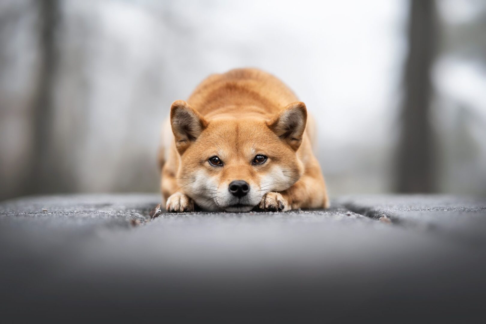 Shiba Inu se retira de los exchanges: ¿qué frena el alza de su precio?