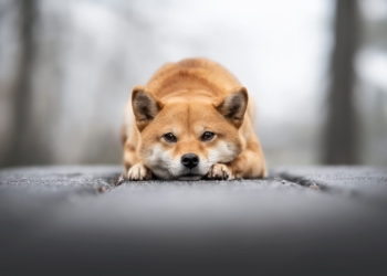 Shiba Inu se retira de los exchanges: ¿qué frena el alza de su precio? 5 Shiba Inu se retira de los exchanges: ¿qué frena el alza de su precio?