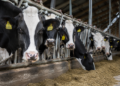 Vacas brasileñas: el inesperado vínculo entre la ganadería y la tecnología blockchain