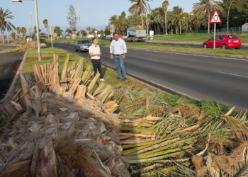 La sorprendente verdad detrás de las palmeras en Solana Matorral: ¿habrá caído alguna?