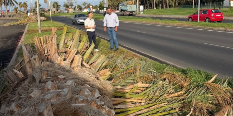 La sorprendente verdad detrás de las palmeras en Solana Matorral: ¿habrá caído alguna?