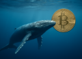 ¿Estamos ante el ocaso del mercado bajista de criptomonedas? Las grandes ballenas parecen creerlo. 2 ¿Estamos ante el ocaso del mercado bajista de criptomonedas? Las grandes ballenas parecen creerlo.