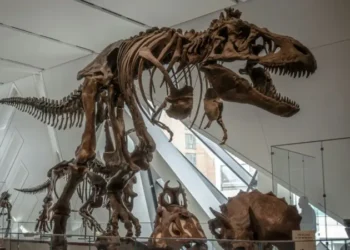 Yakovenko impulsa en Solana un cráneo de Triceratops por 660.000 $